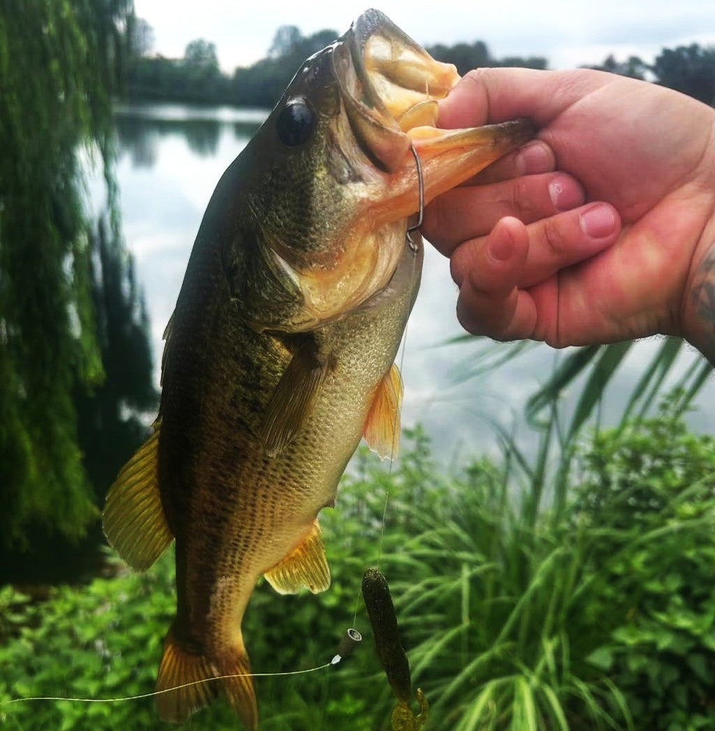The "Secret" for Bass Fishing in Winter is revealed