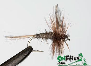 Adams Standard