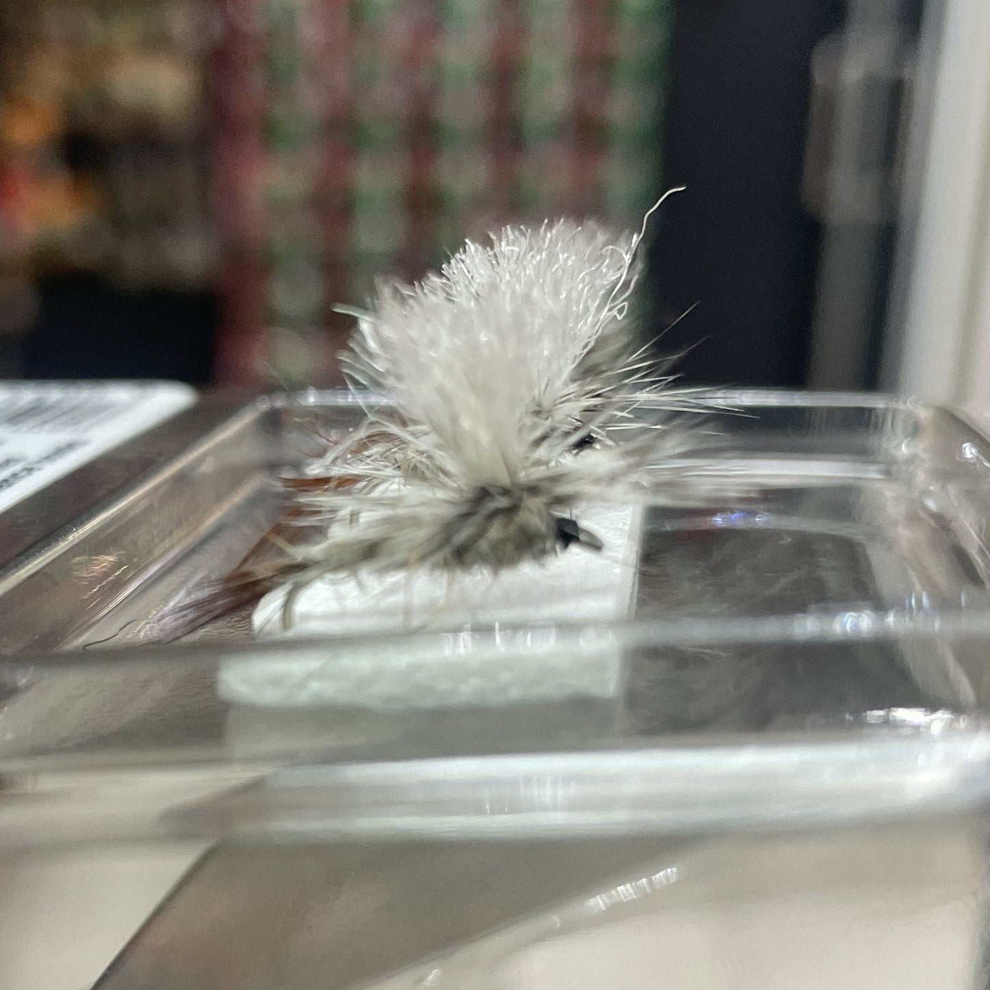 Hares Ear Parachute