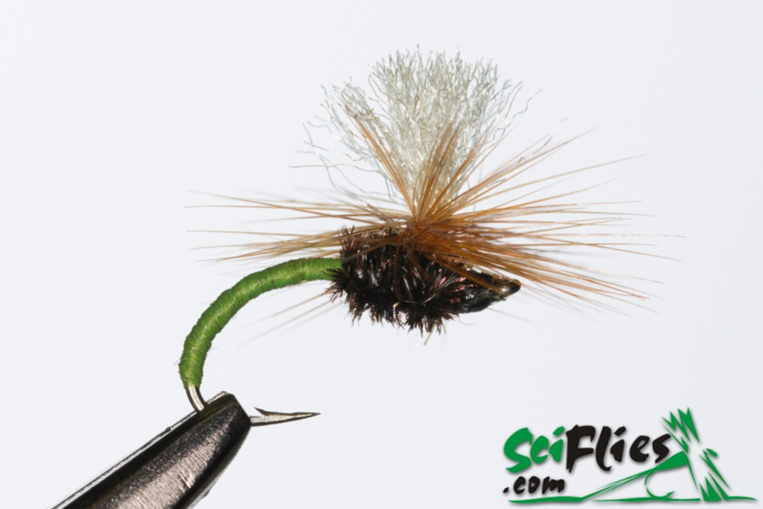 Klinkhamer Olive