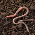 Champion Dips Snake Worms