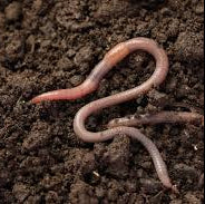 Champion Dips Snake Worms