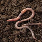 Champion Dips Snake Worms
